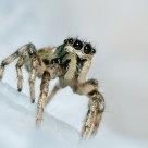 A tiny Jumpimg Spider